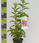 Pfaffenhütchen - Euonymus europaeus - Wildgehölze