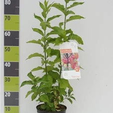 Euonymus europaeus - Wildgehölze, C 3 40- 60