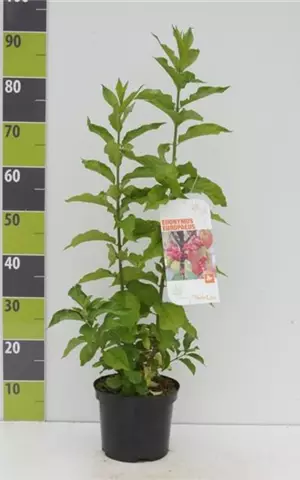 Euonymus europaeus - Wildgehölze