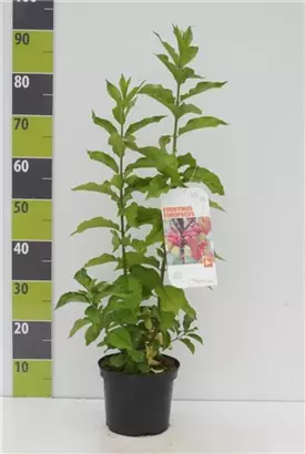 Pfaffenhütchen - Euonymus europaeus - Wildgehölze