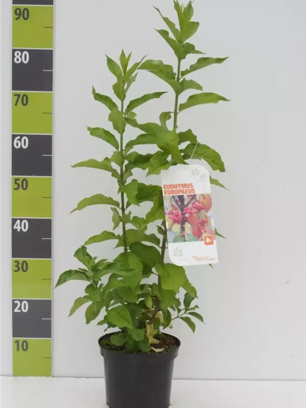 Pfaffenhütchen - Euonymus europaeus - Wildgehölze