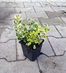 Goldbunte Kriechspindel 'Emerald'n Gold' - Euonymus fortunei 'Emerald'n Gold'