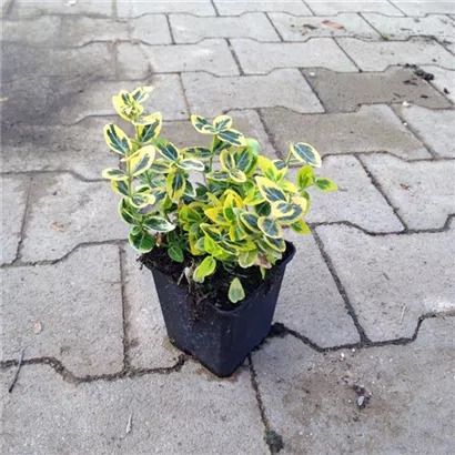 Goldbunte Kriechspindel 'Emerald'n Gold' - Euonymus fortunei 'Emerald'n Gold'