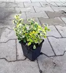 Goldbunte Kriechspindel 'Emerald'n Gold' - Euonymus fortunei 'Emerald'n Gold'