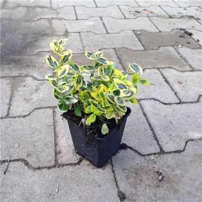 Goldbunte Kriechspindel 'Emerald'n Gold' - Euonymus fortunei 'Emerald'n Gold'