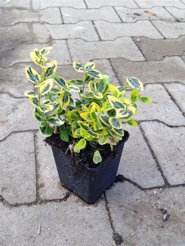 Goldbunte Kriechspindel 'Emerald'n Gold' - Euonymus fortunei 'Emerald'n Gold'