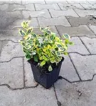 Goldbunte Kriechspindel 'Emerald'n Gold' - Euonymus fortunei 'Emerald'n Gold'