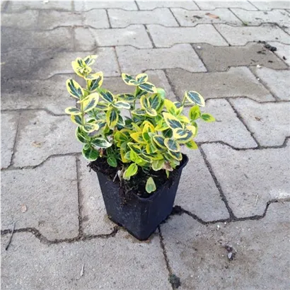 Goldbunte Kriechspindel 'Emerald'n Gold' - Euonymus fortunei 'Emerald'n Gold'