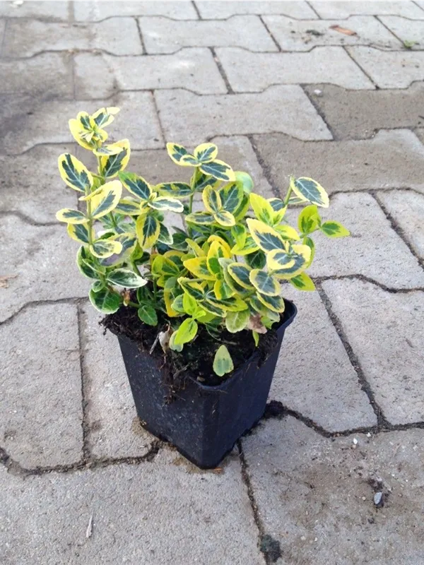 Goldbunte Kriechspindel 'Emerald'n Gold' - Euonymus fortunei 'Emerald'n Gold'