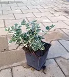 Weißbunte Kriechspindel 'Emerald Gaiety' - Euonymus fortunei 'Emerald Gaiety'
