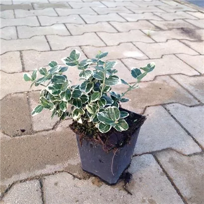Weißbunte Kriechspindel 'Emerald Gaiety' - Euonymus fortunei 'Emerald Gaiety'