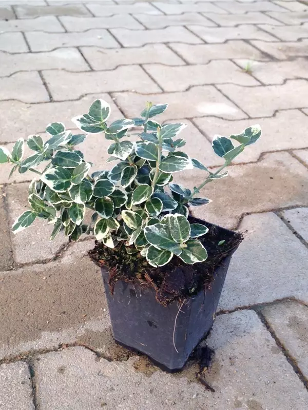 Weißbunte Kriechspindel 'Emerald Gaiety' - Euonymus fortunei 'Emerald Gaiety'