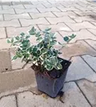 Weißbunte Kriechspindel 'Emerald Gaiety' - Euonymus fortunei 'Emerald Gaiety'