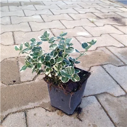 Weißbunte Kriechspindel 'Emerald Gaiety' - Euonymus fortunei 'Emerald Gaiety'