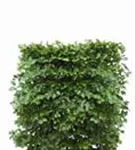 Rotbuche - Fagus sylvatica - Heckenelemente