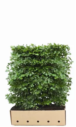 Rotbuche - Fagus sylvatica - Heckenelemente