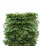 Rotbuche - Fagus sylvatica - Heckenelemente