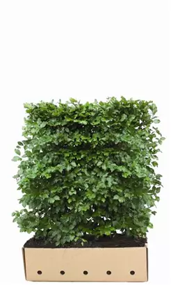 Rotbuche - Fagus sylvatica - Heckenelemente