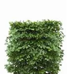 Rotbuche - Fagus sylvatica - Heckenelemente