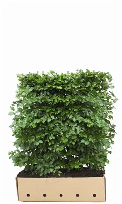 Rotbuche - Fagus sylvatica - Heckenelemente