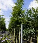 Rotbuche - Fagus sylvatica - Baum