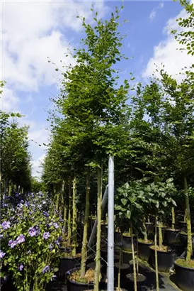 Rotbuche - Fagus sylvatica - Baum