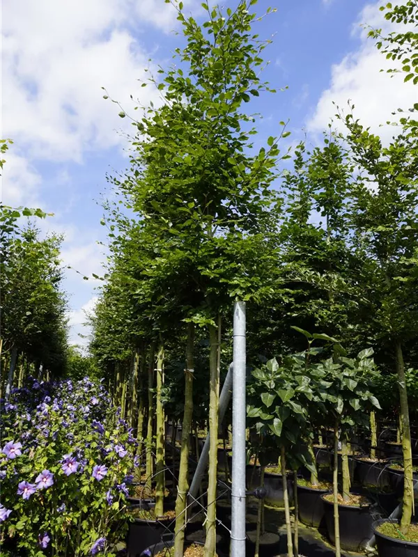 Rotbuche - Fagus sylvatica - Baum