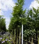 Rotbuche - Fagus sylvatica - Baum
