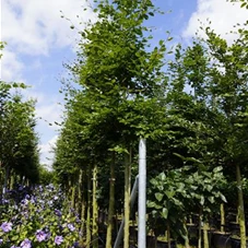 Fagus sylvatica - Baum, H C 43 12- 14