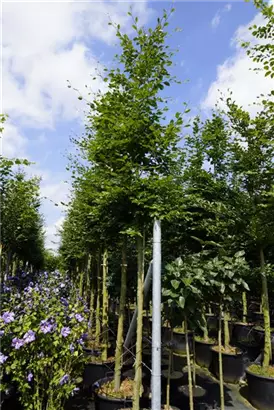 Rotbuche - Fagus sylvatica - Baum
