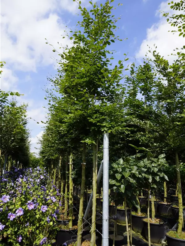 Rotbuche - Fagus sylvatica - Baum