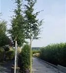 Rotbuche - Fagus sylvatica - Baum