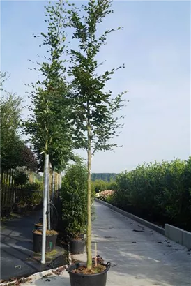 Rotbuche - Fagus sylvatica - Baum