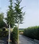Rotbuche - Fagus sylvatica - Baum