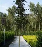 Blutbuche - Fagus sylvatica 'Purpurea' - Baum