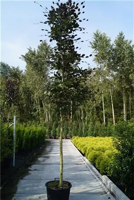 Blutbuche - Fagus sylvatica 'Purpurea' - Baum