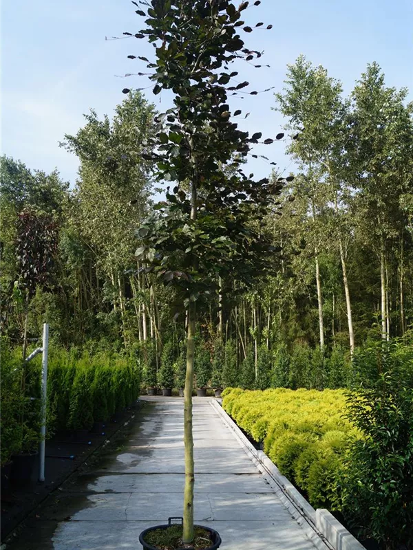 Blutbuche - Fagus sylvatica 'Purpurea' - Baum