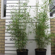 Fargesia robusta 'Campbell', C 15 125- 150