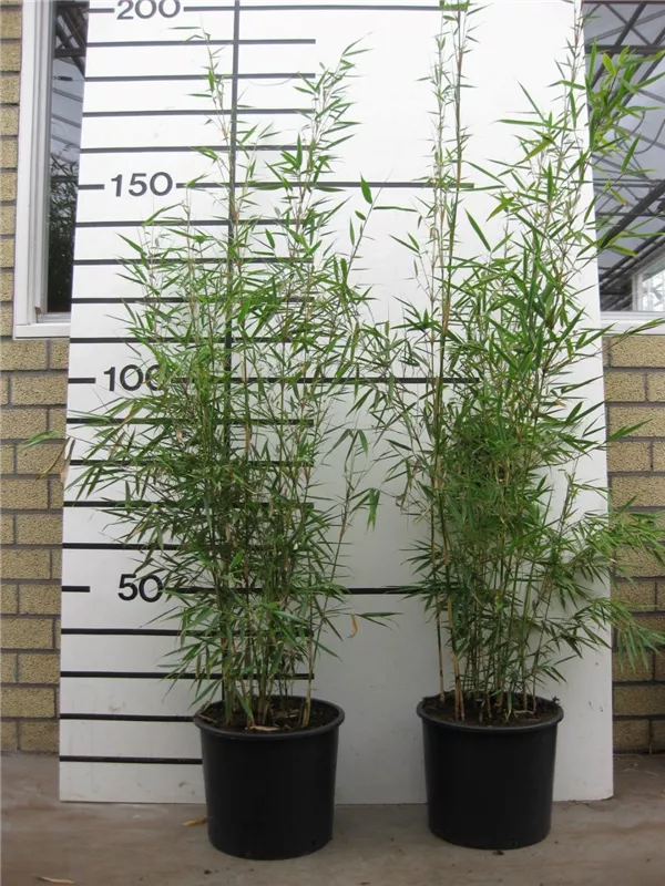 Schirmbambus 'Campbell' - Fargesia robusta 'Campbell'