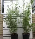 Schirmbambus 'Campbell' - Fargesia robusta 'Campbell'