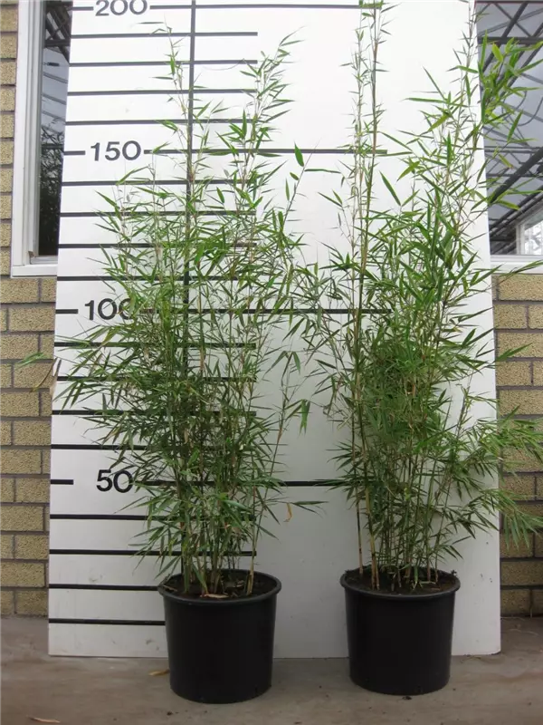Schirmbambus 'Campbell' - Fargesia robusta 'Campbell'