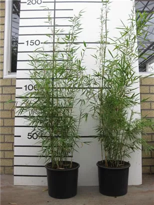 Schirmbambus 'Campbell' - Fargesia robusta 'Campbell'