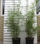 Schirmbambus 'Campbell' - Fargesia robusta 'Campbell'
