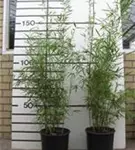 Schirmbambus 'Campbell' - Fargesia robusta 'Campbell'