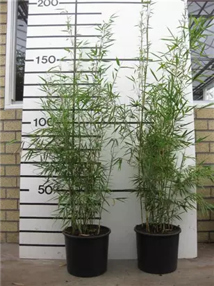 Schirmbambus 'Campbell' - Fargesia robusta 'Campbell'