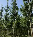 Fächerblattbaum - Ginkgo biloba - Baum