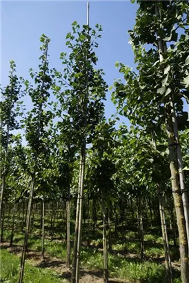 Fächerblattbaum - Ginkgo biloba - Baum