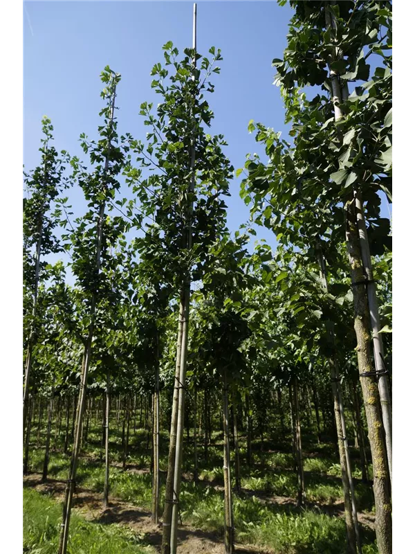 Fächerblattbaum - Ginkgo biloba - Baum