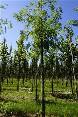 Lederhülsenbaum 'Skyline' - Gleditsia triacanthos 'Skyline'