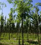 Lederhülsenbaum 'Skyline' - Gleditsia triacanthos 'Skyline'